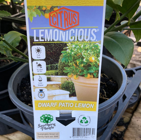 Citrus meyer Dwarf 'Lemonicious' 18cm