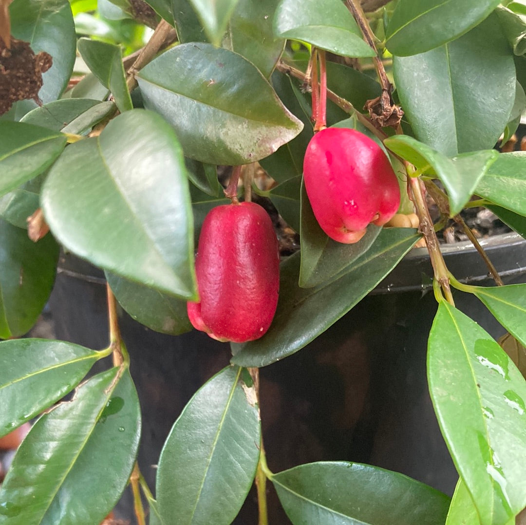 Syzygium 'Resillience' Lilly Pilly 20cm