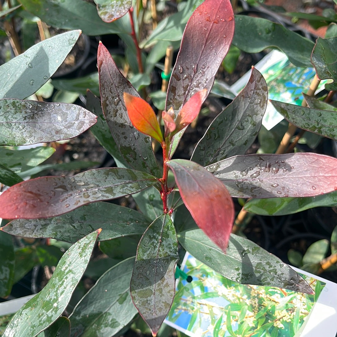 Hakea salicifolia 14cm