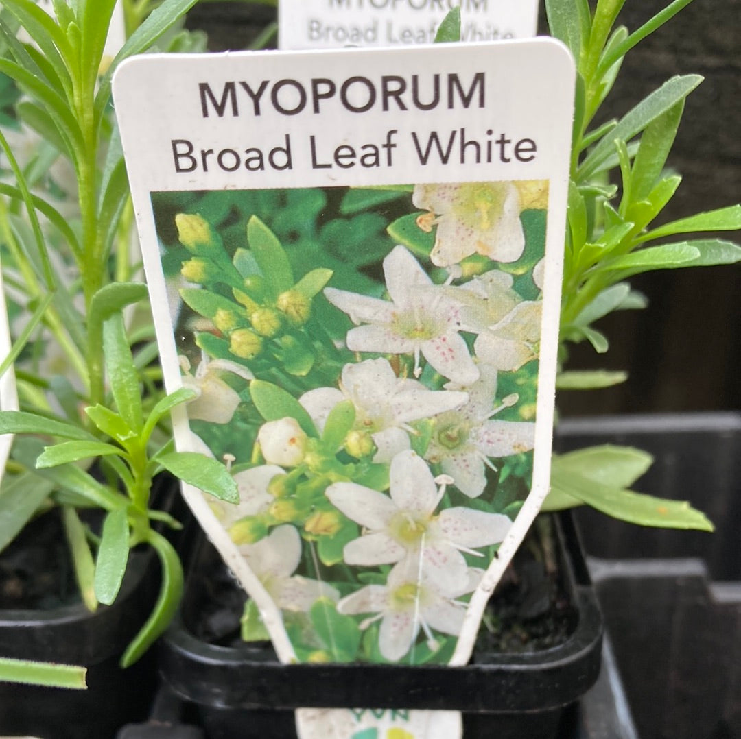 Myoporum Broad Leaf White 7cm