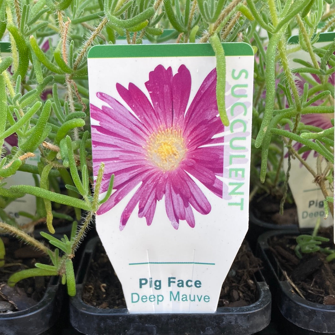 Mesembryanthemum Pig face 'Deep Mauve' 7cm