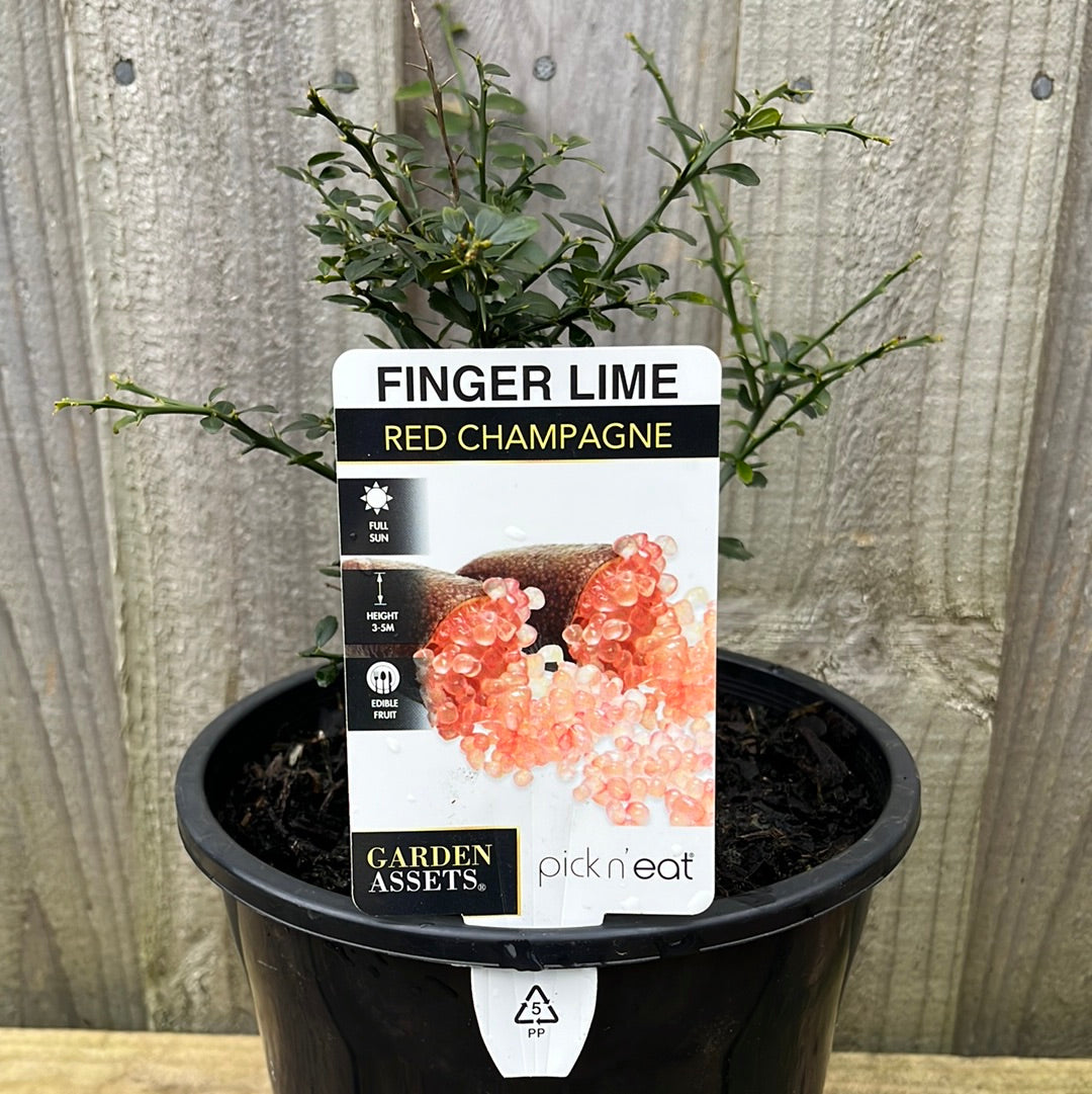 Microcitrus australasica 'Finger Lime Red' 18cm