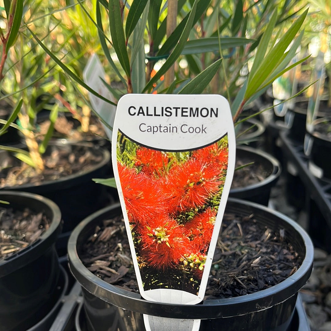 Callistemon viminalis ' Captain Cook' 14cm