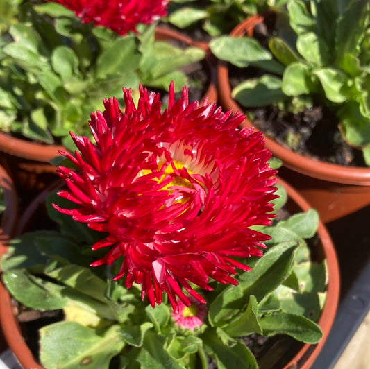Bellis 'English Daisy' 100mm