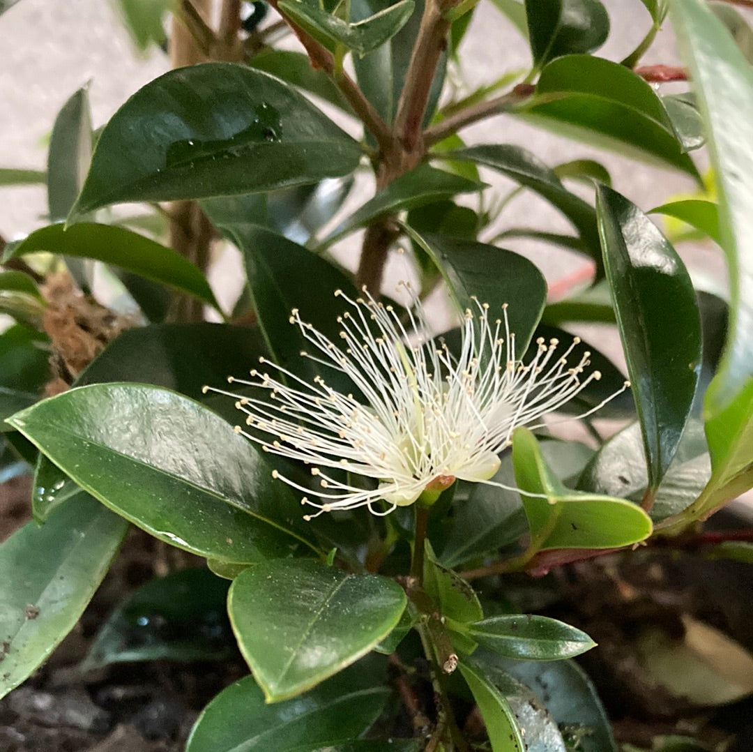 Syzygium australe ‘Pinnacle’ 20cm