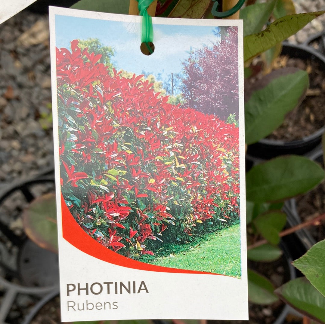 Photinia Rubens 18cm Seconds