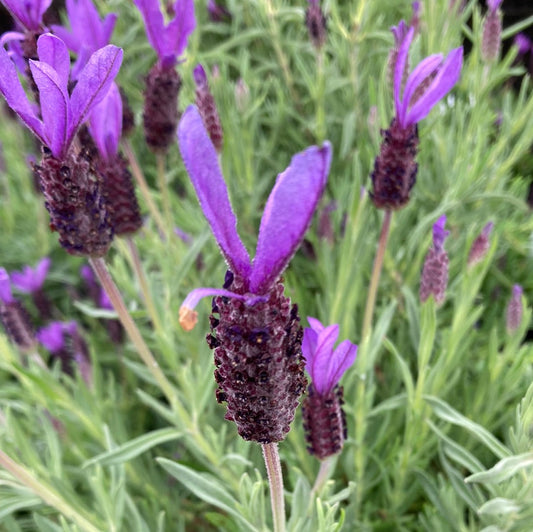 Lavender stoechas 'Avonview' 14cm