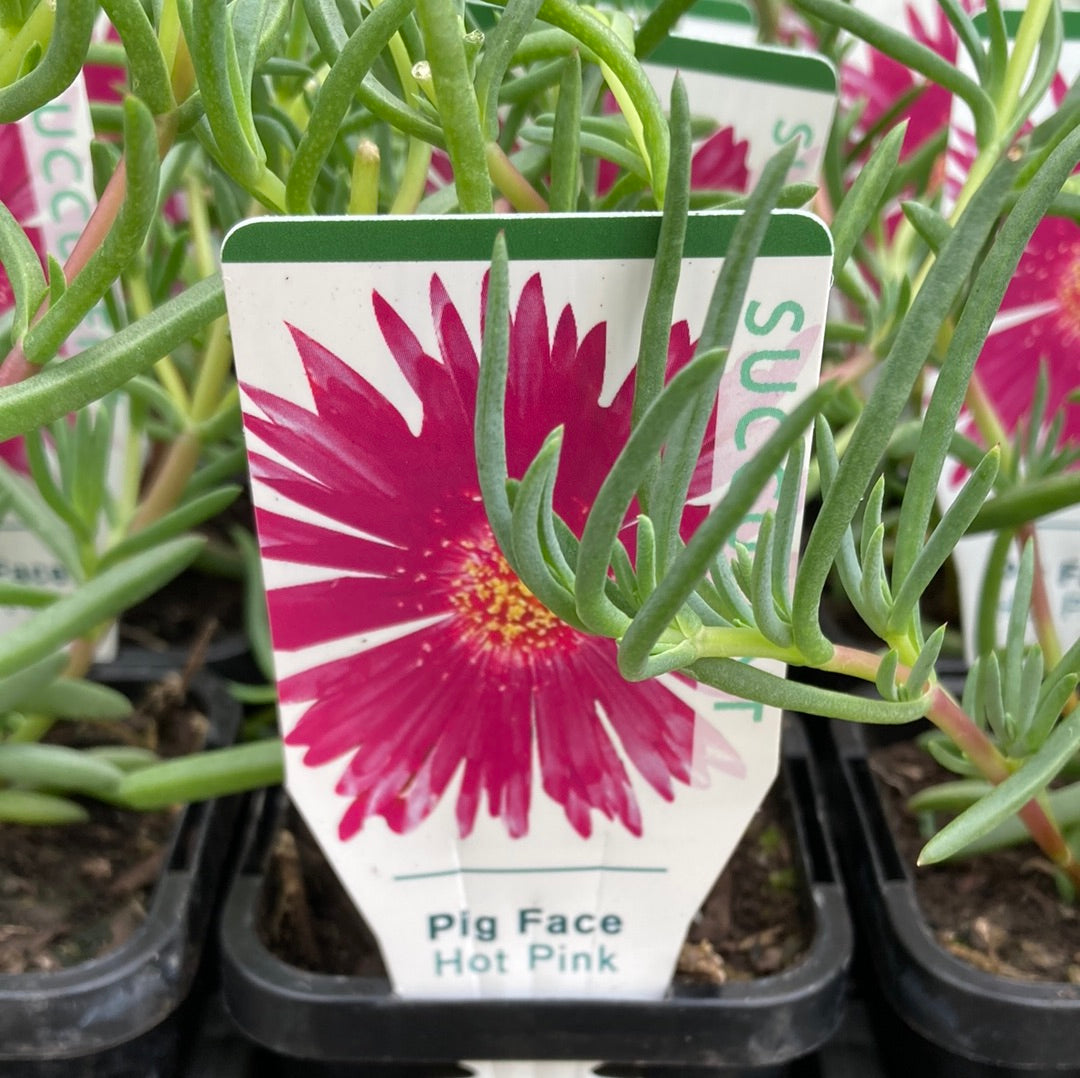 Mesembrtyanthemum Pig face 'Hot Pink' 7cm