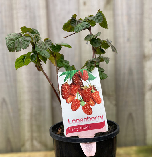 Rubus Loganobaccus 'Loganberry' 14cm