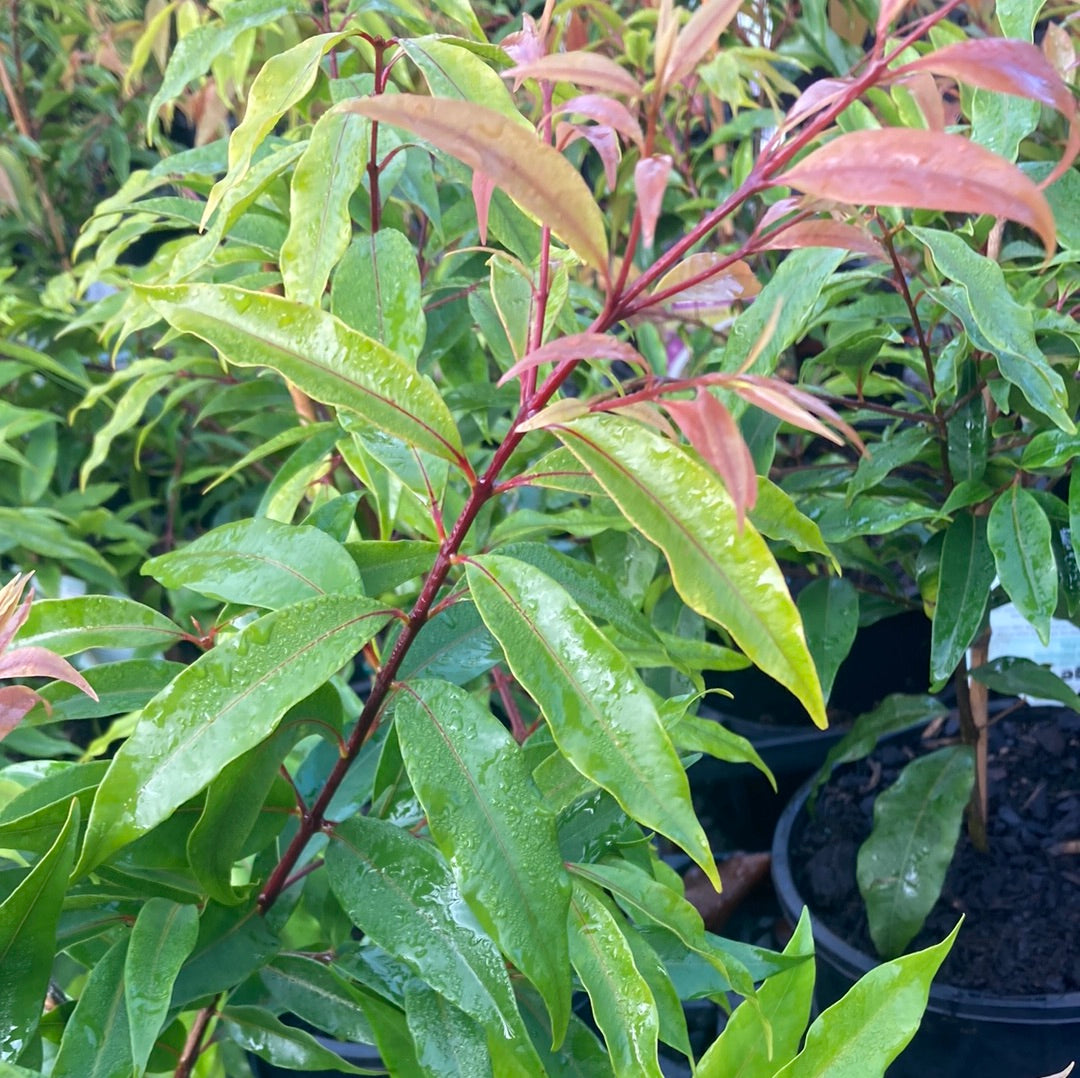 Waterhousea floribunda ‘Weeping Lilly pilly' 200mm