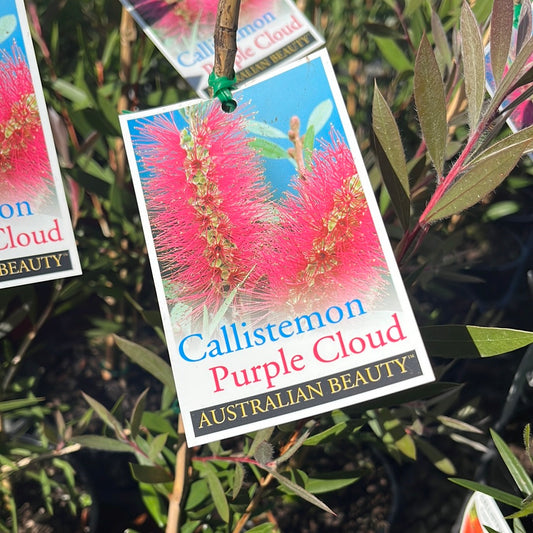 Callistemon Purple Cloud 14cm