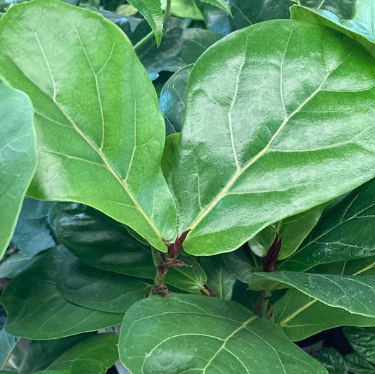 Ficus lyrata 12cm