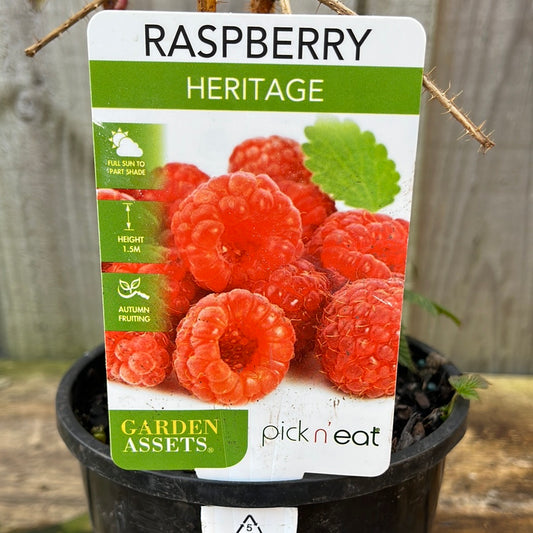 Raspberry Heritage Rubus idaeus 14cm