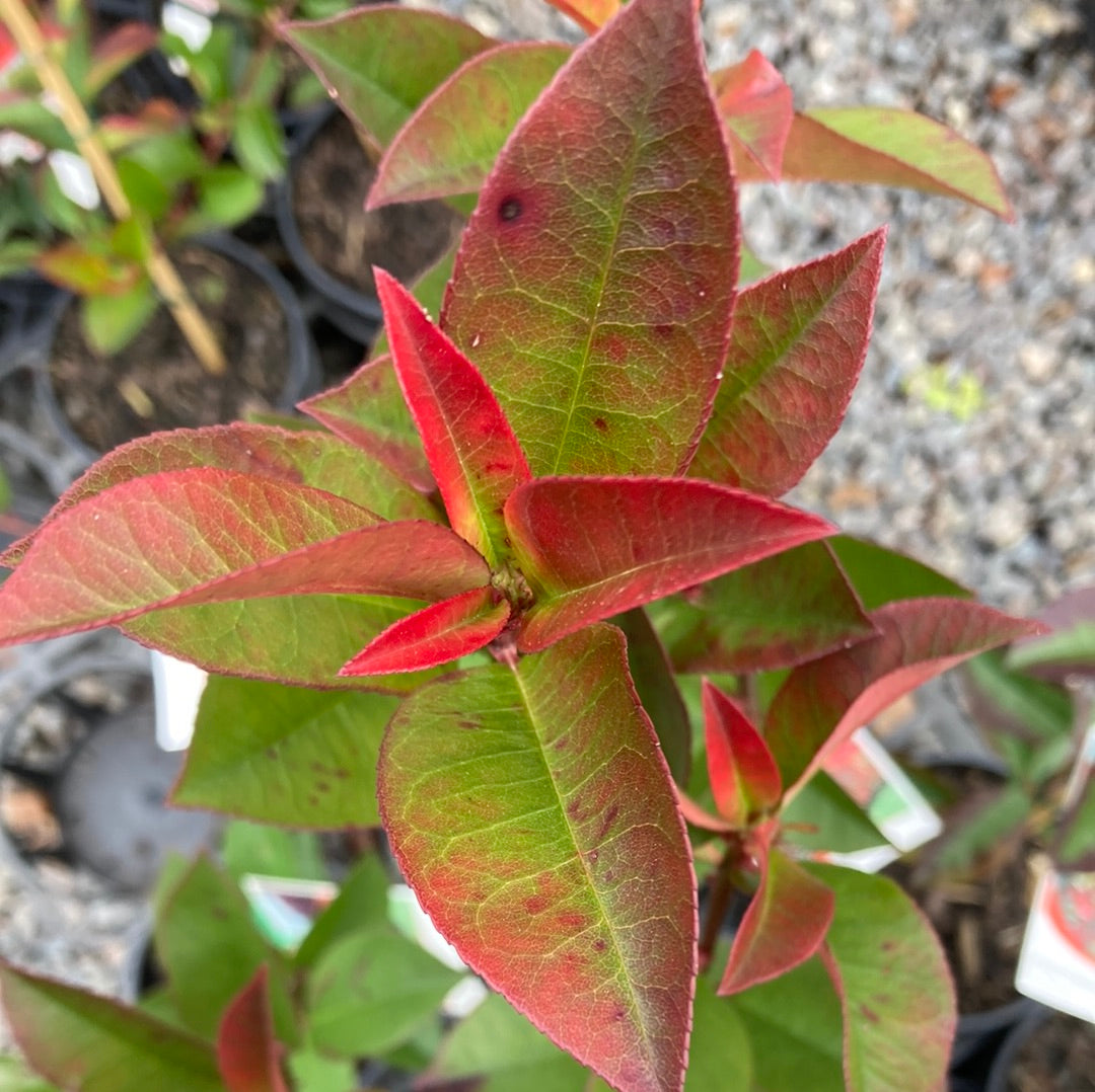 Photinia Rubens 18cm Seconds