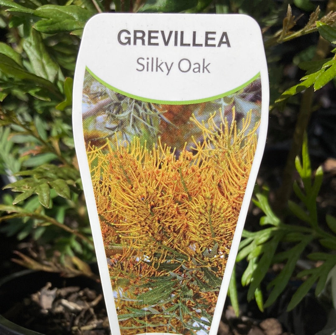 Grevillea robusta 'Silky Oak' 14cm