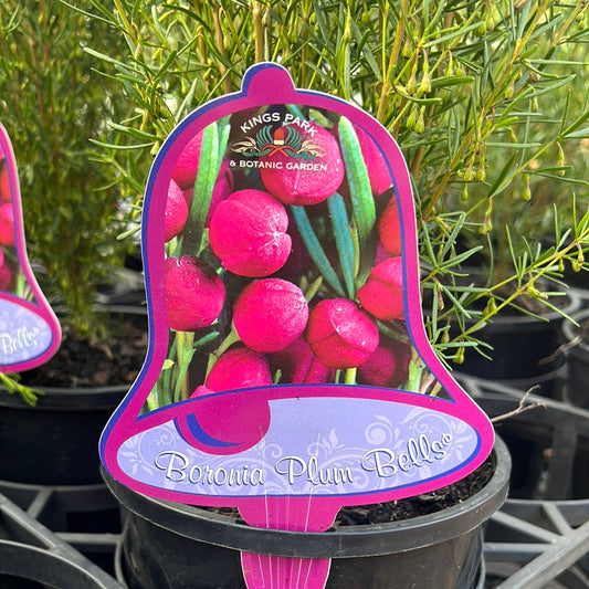 Boronia hybrid 'Plum Bells' 14cm