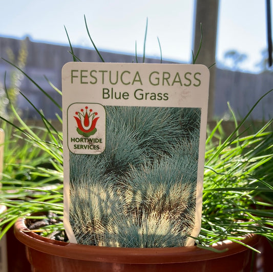 Festuca glauca 100mm