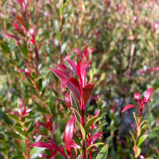 Acmena Smithii 'Pencil Red' 20cm Seconds