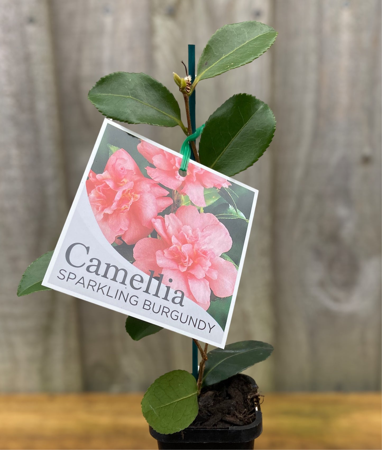 Camellia hiemalis 'Sparkling Burgundy' 7cm