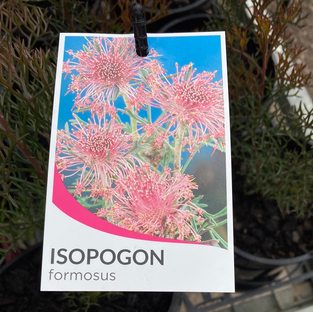 Isopogon formosus 20cm