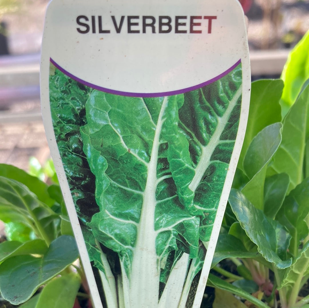 Silverbeet Tasty 4 pack