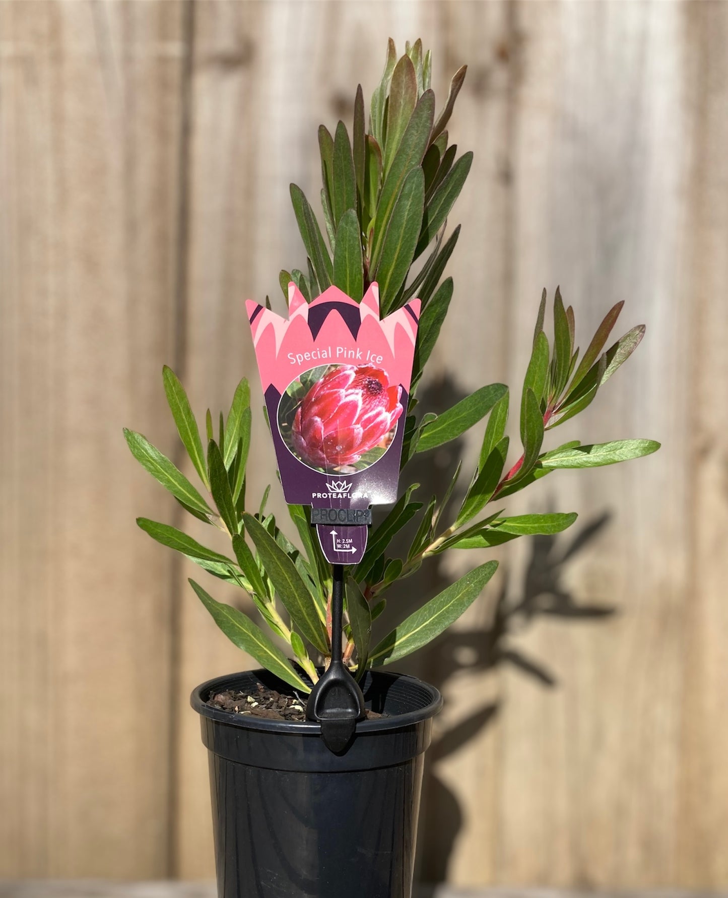 Protea neriifolia x susannae 'Special Pink Ice' 14cm