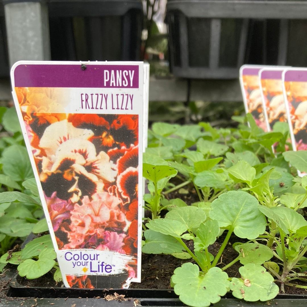 Pansy 'Frizzy Lizzy' Punnet