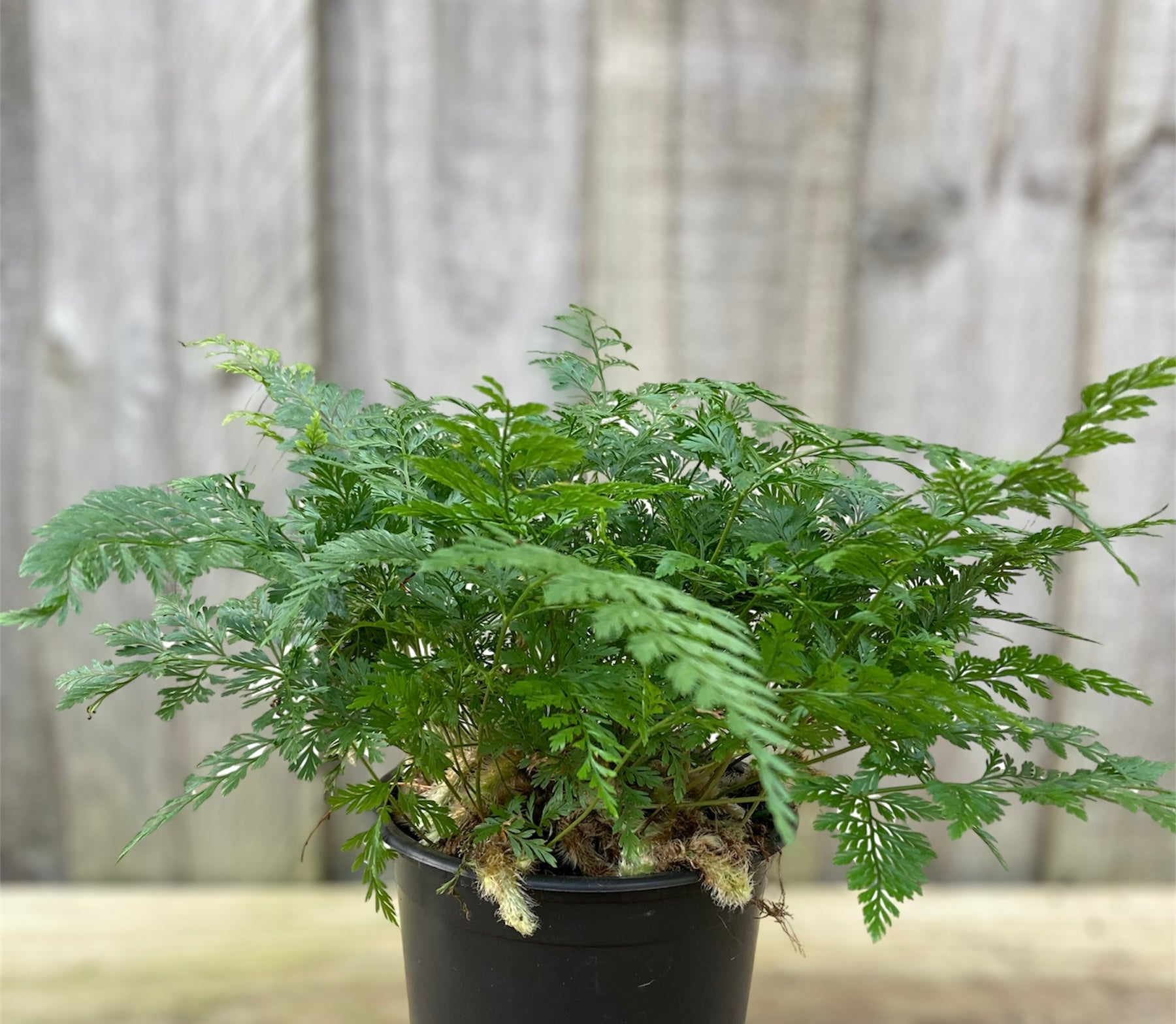 Davallia 'Rabbits Foot Fern' 12cm – Yarra View Garden Centre