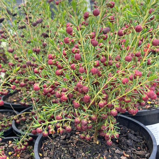 Boronia megastigma 'Heaven Scent' 14cm