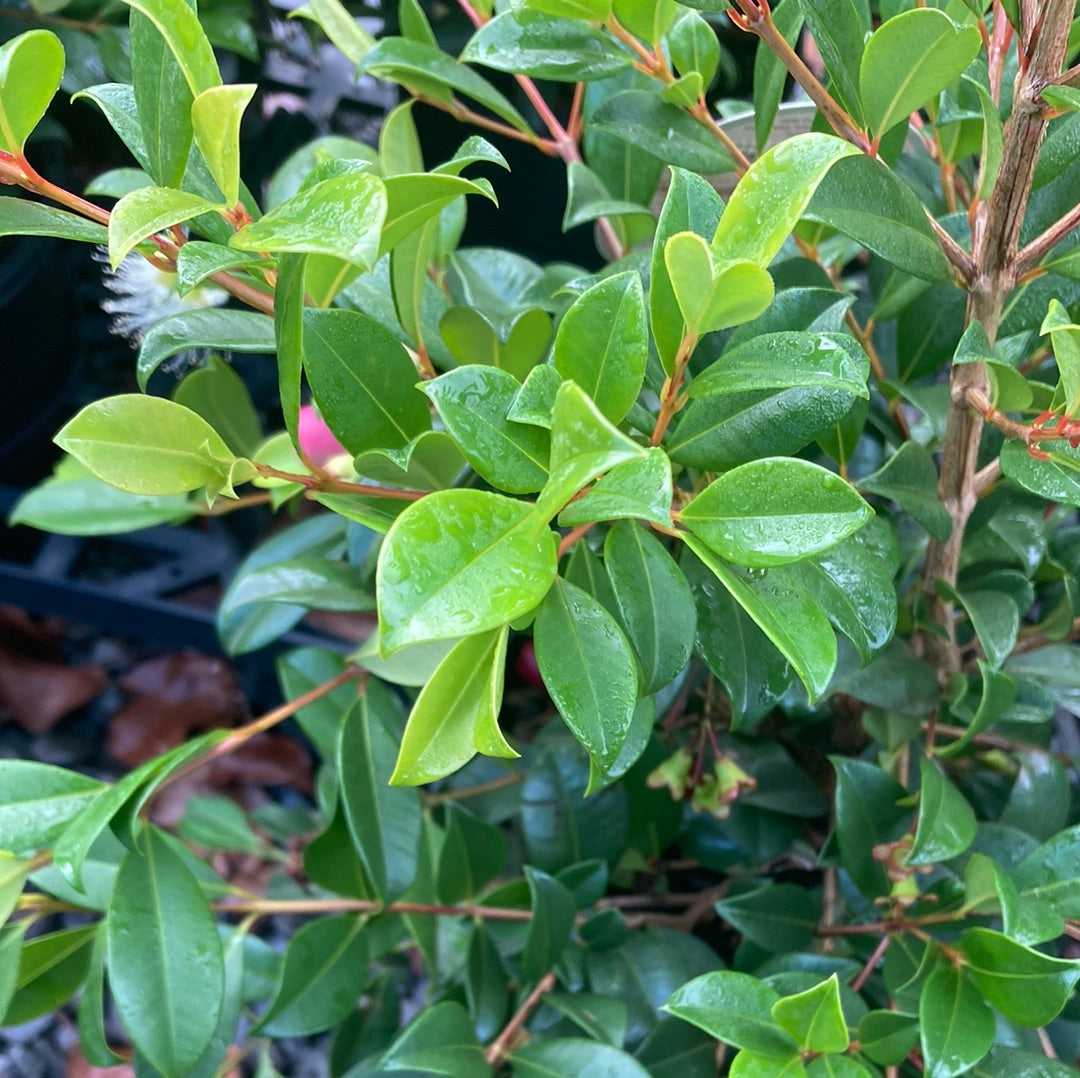 Syzygium 'Resillience' Lilly Pilly 20cm