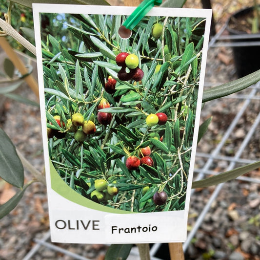 Olive olea europaea 'Frantoio'