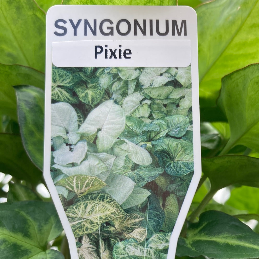 Syngonium 'Pixie' 20cm