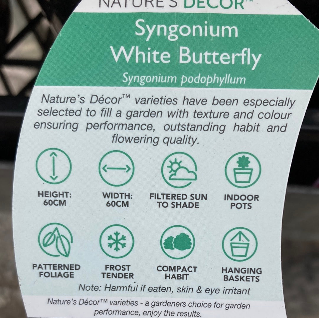 Syngonium 'White Butterfly' 20cm