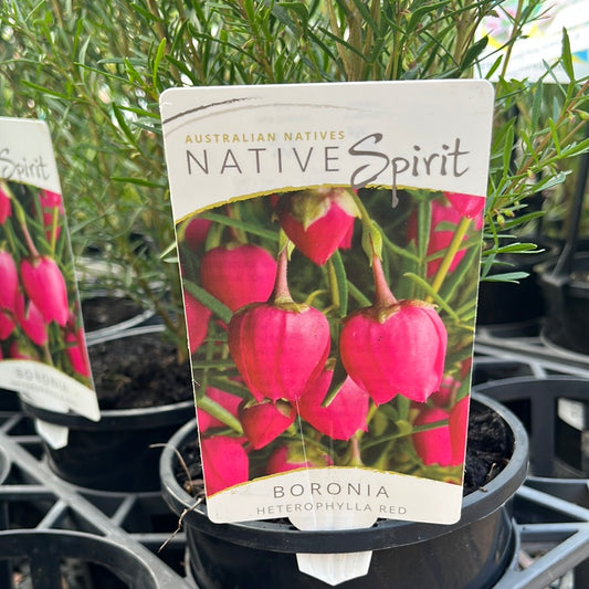 Boronia heterophylla Red 14cm