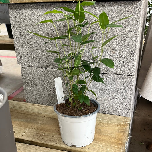 Ficus Benjamina Evergreen 12cm