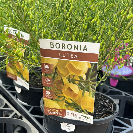 Boronia megastigma Lutea 14cm