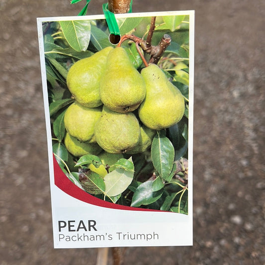 Packham Triumph Pear 20cm