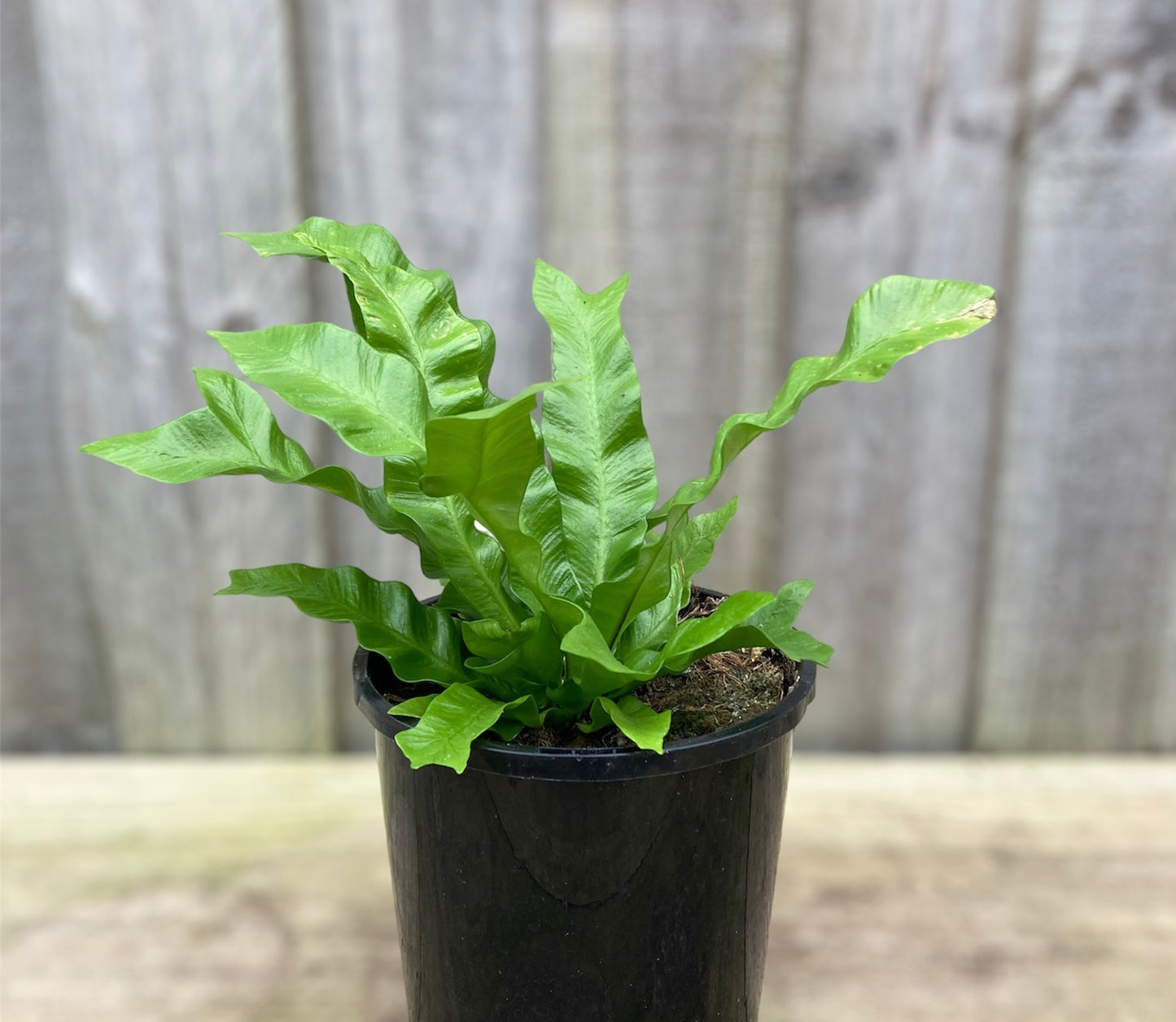 Asplenium nidus 'Crispy Wave' 12cm