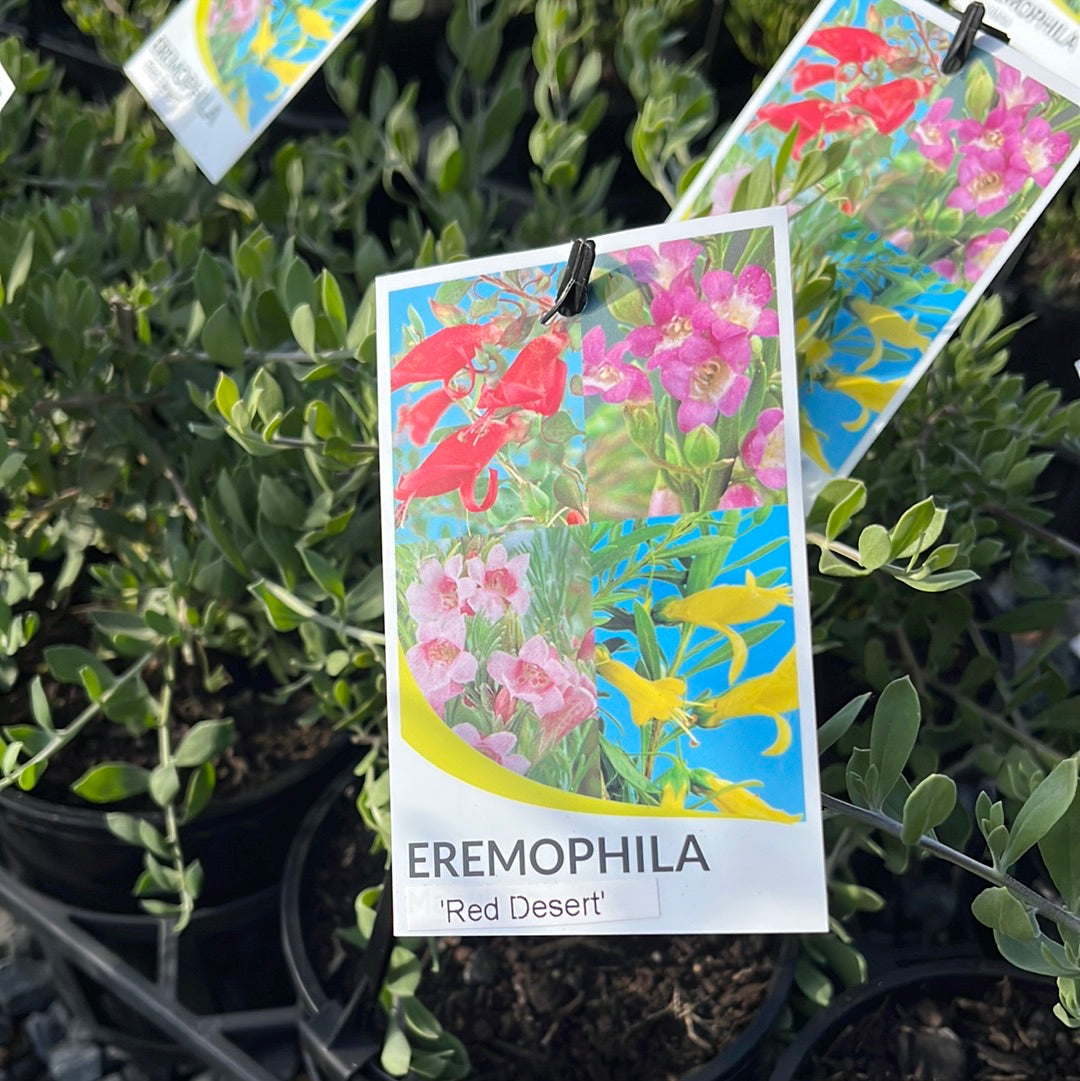 Eremophila ‘Red Desert’ 14cm