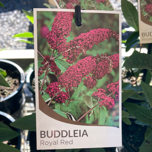 Buddleja davidii Royal Red 14cm