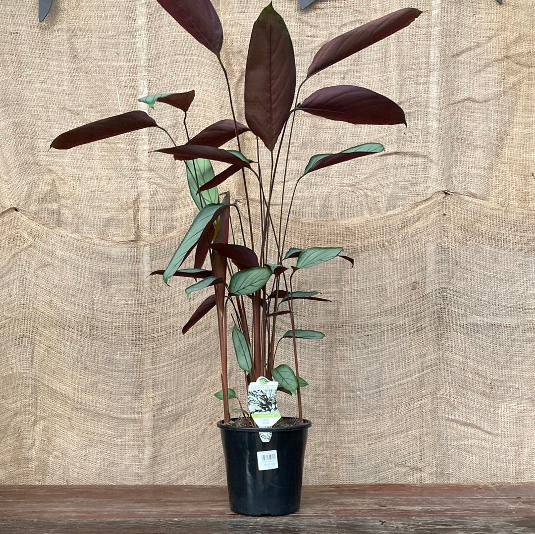 Ctenanthe setosa 'Grey Star' 20cm