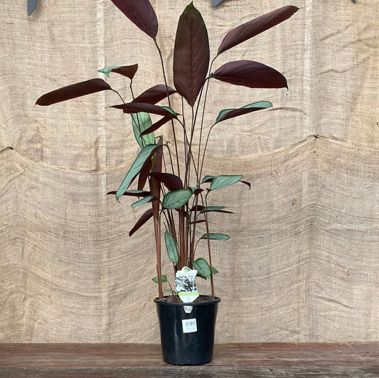 Ctenanthe setosa 'Grey Star' 20cm