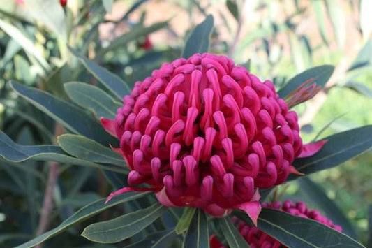 Telopea 'Corroboree' Waratah 20cm