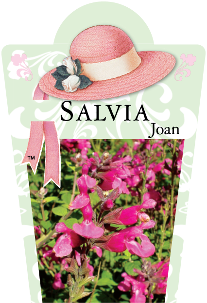 Salvia involucrata 'Joan' 95mm