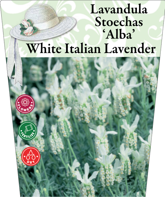 Lavandula stoechas Alba 95mm