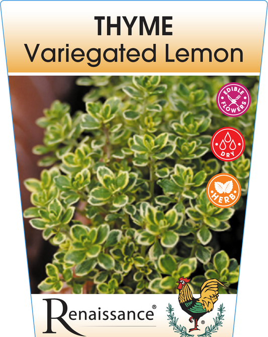 Thyme Lemon Variegated 95mm