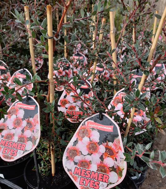 Leptospermum 'Mesmer Eyes' 20cm