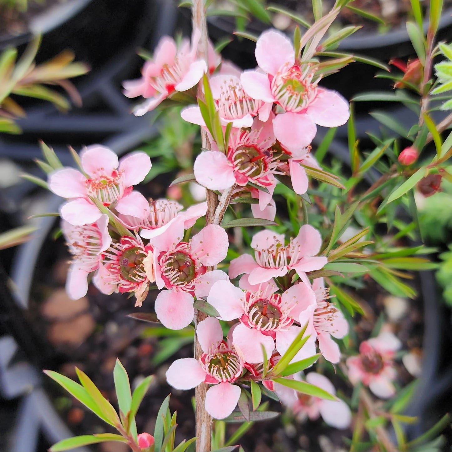 Leptospermum scoparium Pink Cascade 14cm