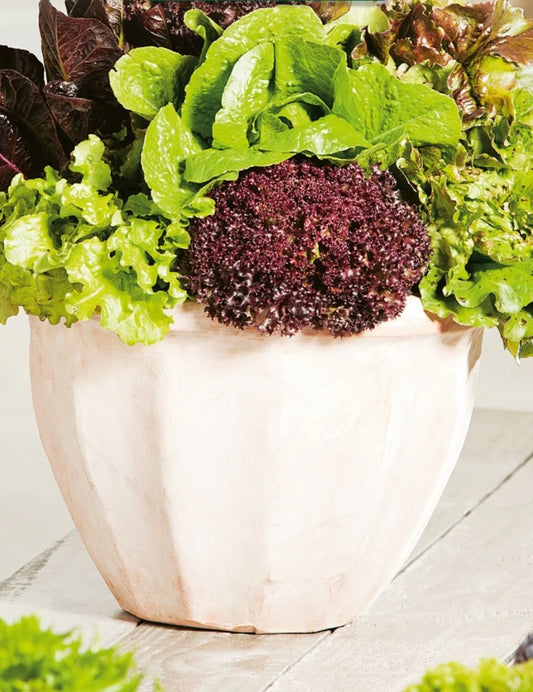 Lettuce Gourmet Mix Container 500 Seeds