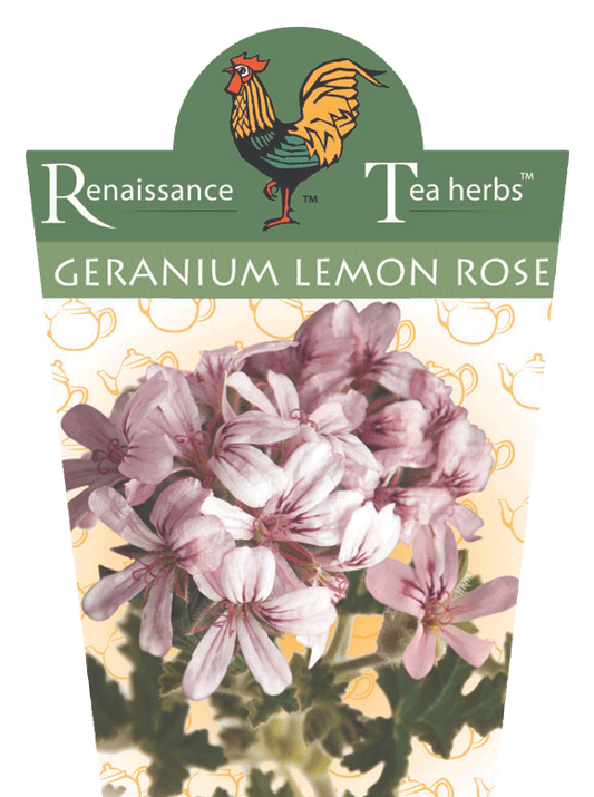 Geranium Lemon Rose 95mm